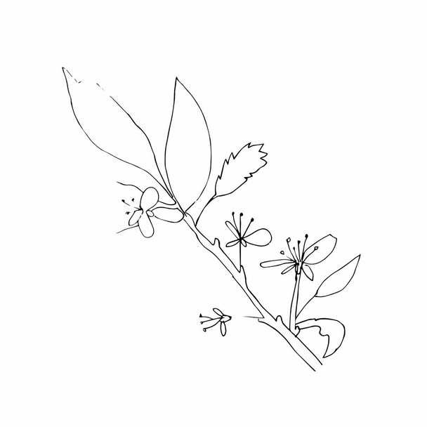 Вектор один сакура. Чорна весна ілюстрація квітів лінії мистецтва на білому ізольованому тлі. Дизайн для весіль, принтів, наклейок, Інтернету, розмальовки, карти, розкладки
. - Вектор, зображення