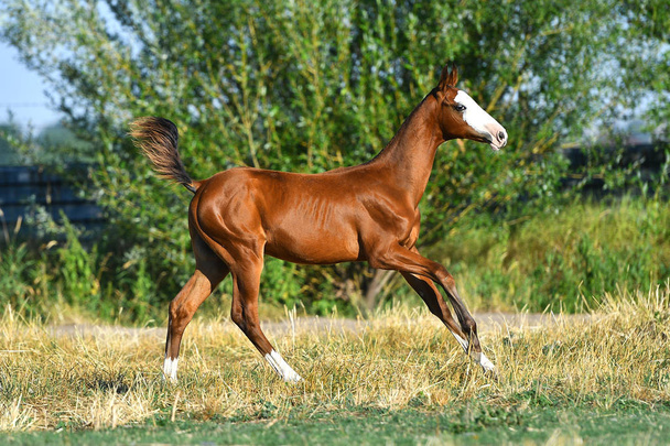 Bay Akhal Teke foal with rare white marking on a head running in the field in summer. In motion, side view. - Photo, Image
