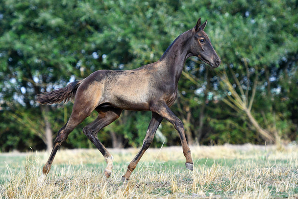 Black Akhal Teke foal running in the summer field. In motion, side view. - Photo, Image