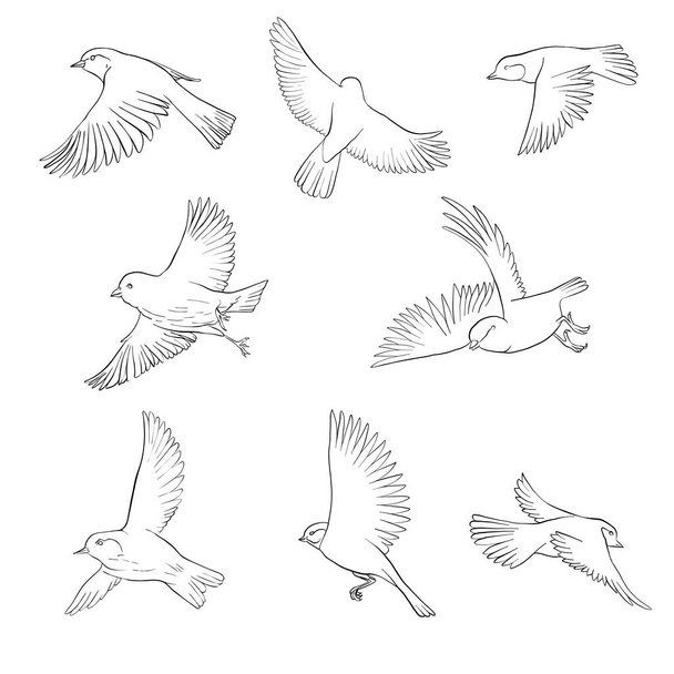 vector flying bird - Vettoriali, immagini