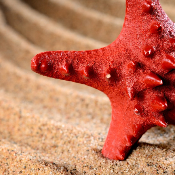 Estrella del mar en la playa de arena
 - Foto, Imagen