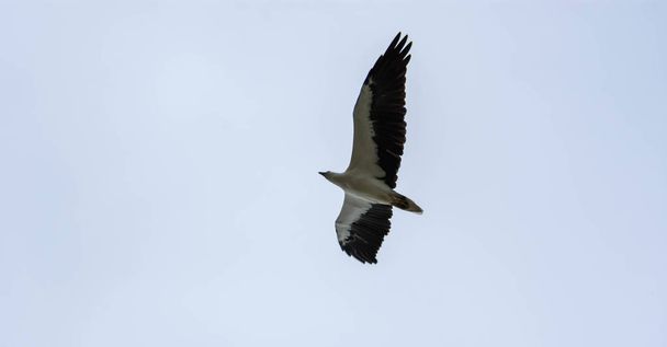Γλάρος που φέρουν με ανοιχτά φτερά και μπλε φόντο του ουρανού - Φωτογραφία, εικόνα