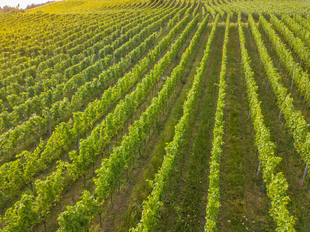 Воздушный вид на виноградник с растениями в ряду в Швейцарии летним вечером. - Фото, изображение