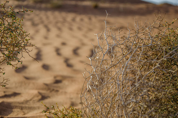 Kuiva pensas autiomaassa Wahiba hiekka Oman
 - Valokuva, kuva