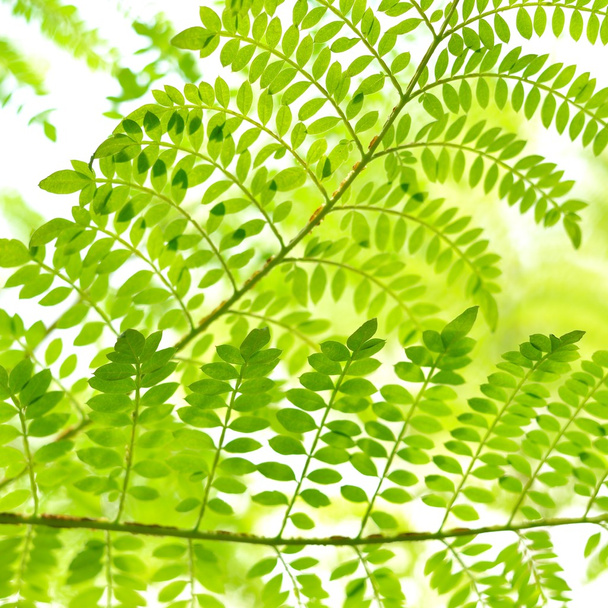 Green tropical plants close-up - Photo, Image