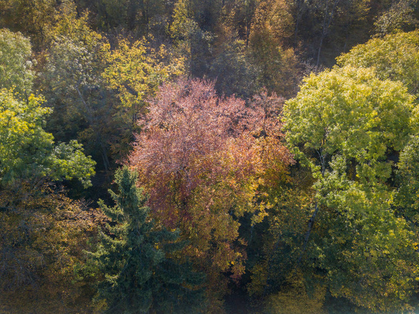 Вид з повітря на жовті дерева восени
 - Фото, зображення