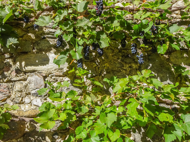 Parede coberta com folhas de videira verde e uvas. Conceito de cultura vitivinícola na zona rural da Europa. - Foto, Imagem
