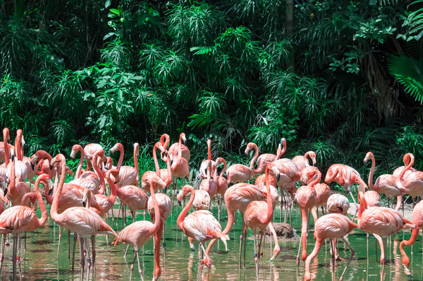 Kudde van roze Caribische Flamingo's in water - Foto, afbeelding