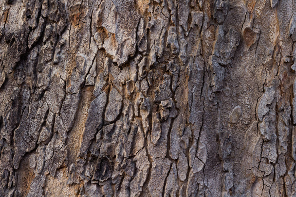 Surface of Azadirachta indica tree. - Foto, imagen