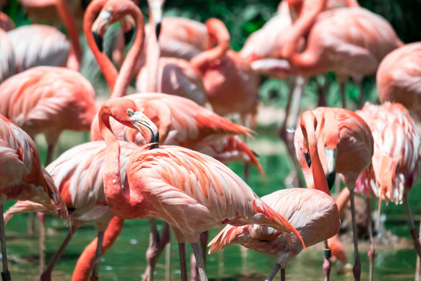 Flock of greater flamingos (Phoenicopterus roseus) - Photo, Image