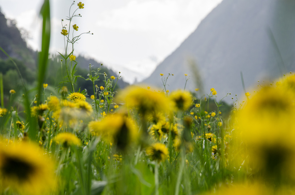 Fleur de pissenlit jaune au printemps sur un champ vert luxuriant
 - Photo, image