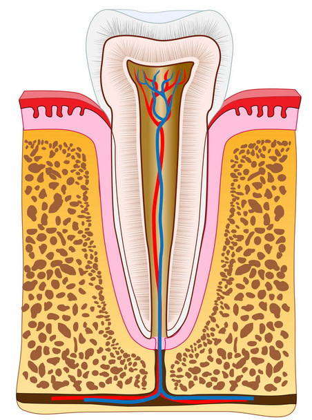 Terveen välihampaan anatomia. Yhden hampaan poikkileikkaus ikenillä, suonilla ja luulla. Terveen ihmisen hampaan sisällä. Vektori hampaiden 2D kuva
.  - Vektori, kuva