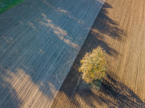 Vue aérienne d'un arbre isolé dans un paysage rural
 - Photo, image