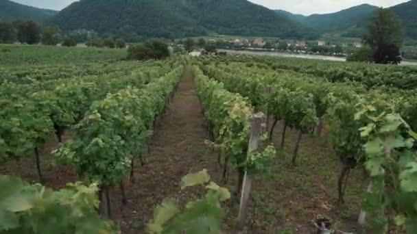 rows of green grape bushes on plantation in Wachau valley, Austria - Footage, Video