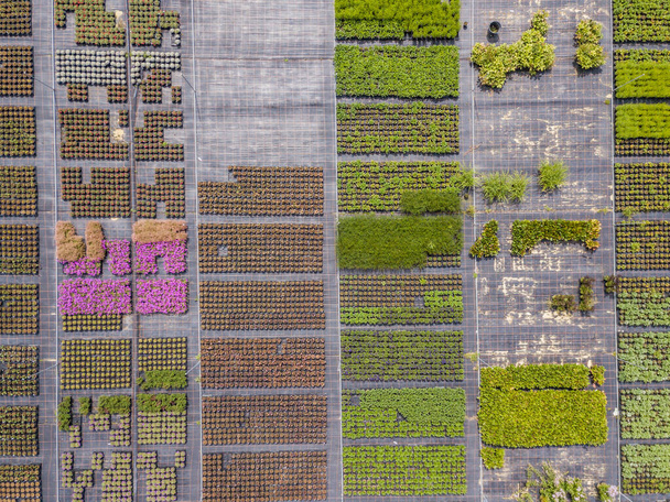Aerial view of rows of cultivated young plants in plant nursery  - Photo, image