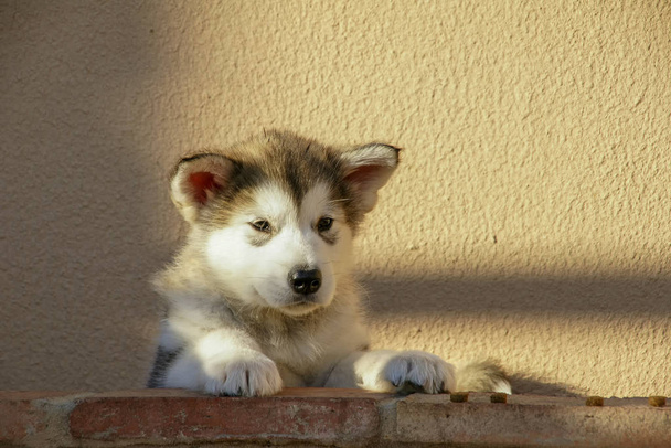 美しいAlaskan malamute子犬 - 写真・画像