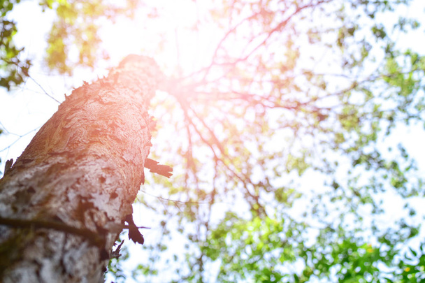 Árvore ramo na floresta Natureza fundo com luz solar
. - Foto, Imagem