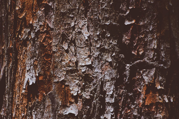 Tree bark in forest Nature background - Foto, imagen