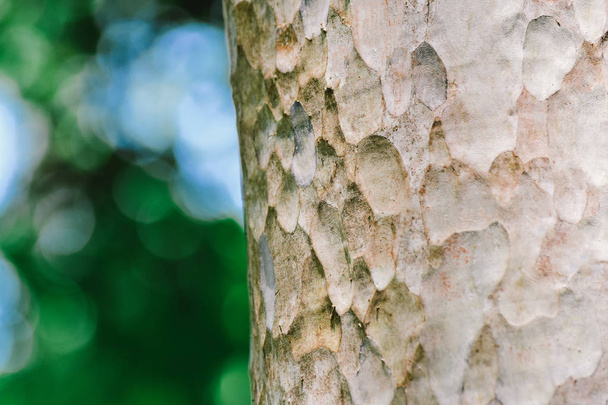 Tree bark in forest Nature background - Photo, Image