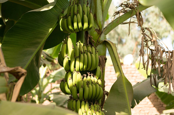 Detalhe de uma plantação de banana em Luxor, Egito. - Foto, Imagem