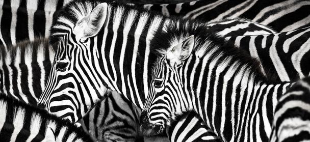 background which the structure of hide of zebra is represented on - Фото, изображение