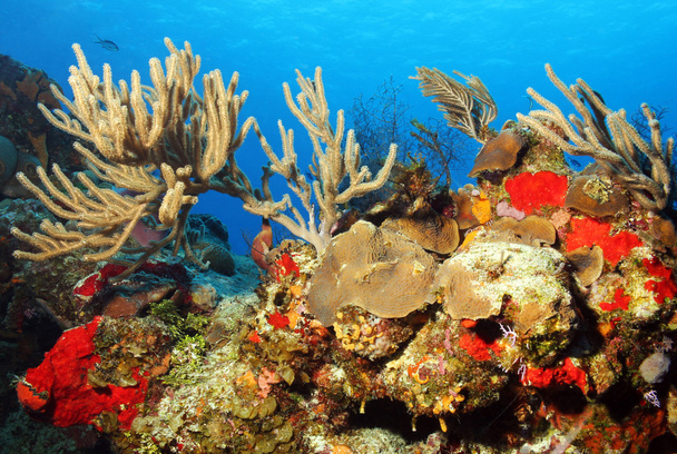 barriera corallina - Foto, immagini