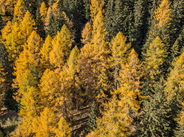 Vista aérea de árvores amarelas no outono
 - Foto, Imagem