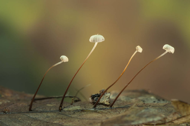 腐敗したオークの葉に成長するMarasmius androsaceus diminuta茶色のキノコ - 写真・画像