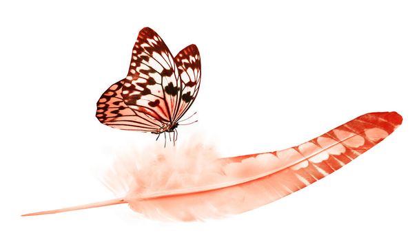 Beautiful color feather and butterfly isolated on white backgrou - Foto, Imagen