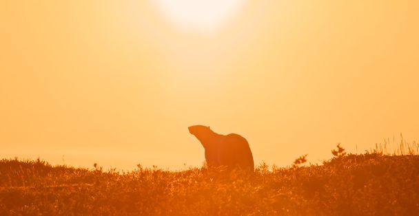 Polar Bear in the sunset - Photo, Image