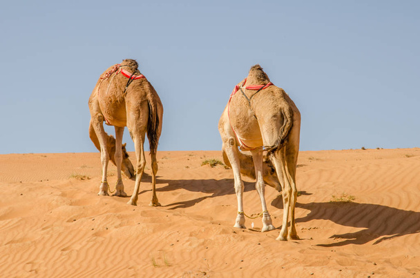 Umman 'daki Wahiba çölünde yürüyen develer. - Fotoğraf, Görsel