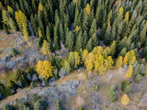 Вид з повітря на жовті дерева восени
 - Фото, зображення