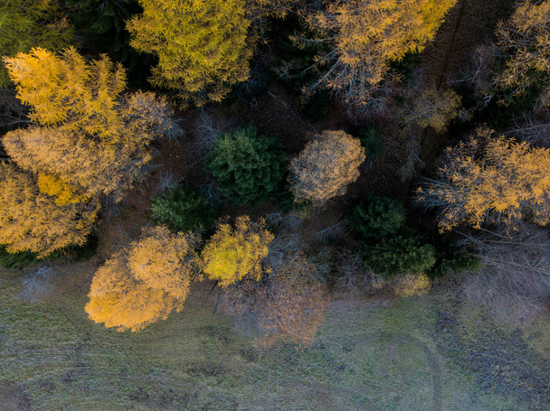 Vista aérea de los árboles amarillos en otoño
 - Foto, Imagen