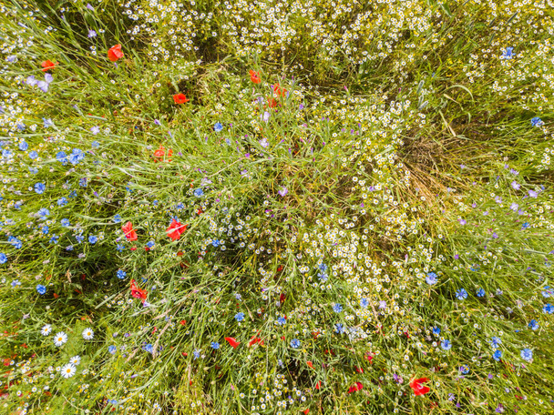 Flores florecientes de amapola en un campo rural en Suiza. Profundidad superficial del campo
. - Foto, imagen