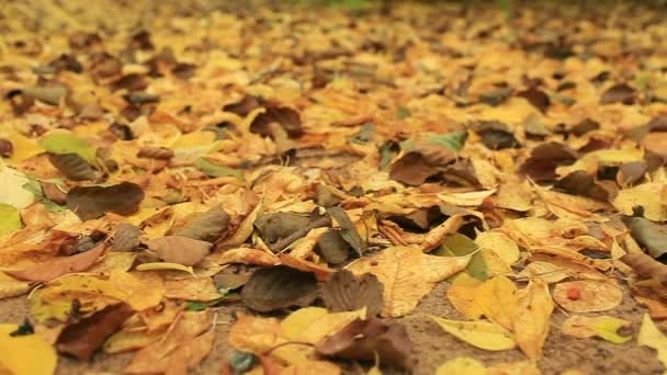tapijt van gele herfstbladeren op de grond, camera in beweging - Video