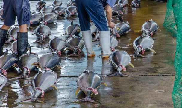 Hombre con botas de goma parado entre peces en el mercado japonés de pescado
 - Foto, Imagen