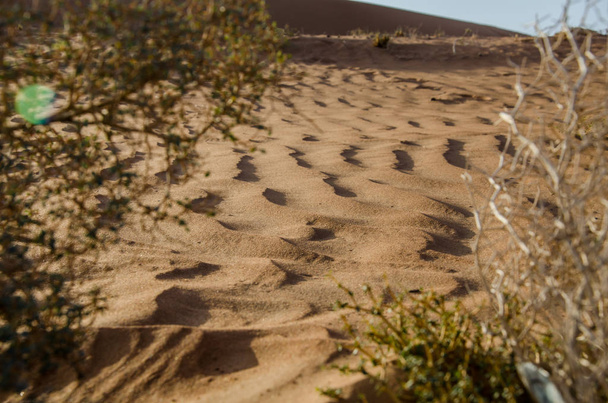Zand met windpatroon in Wahiba zandwoestijn - Foto, afbeelding