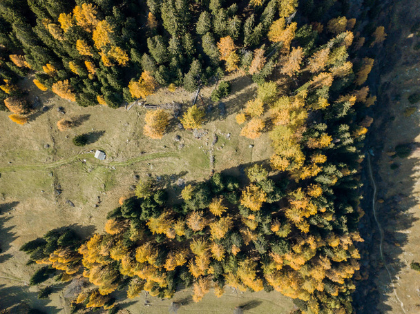 Aerial view of yellow trees in autumn - Photo, Image