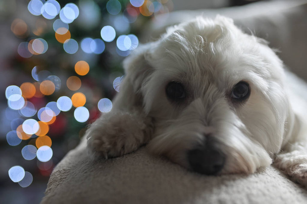 マルタ犬とクリスマスライト - 写真・画像