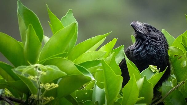 Musta lintu samanlainen varis poseeraa profiilin päälle pensas vihreitä lehtiä
 - Valokuva, kuva