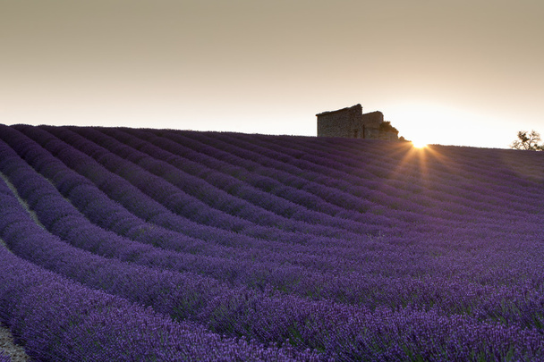 Auringonnousu yli laventelipellon
 - Valokuva, kuva