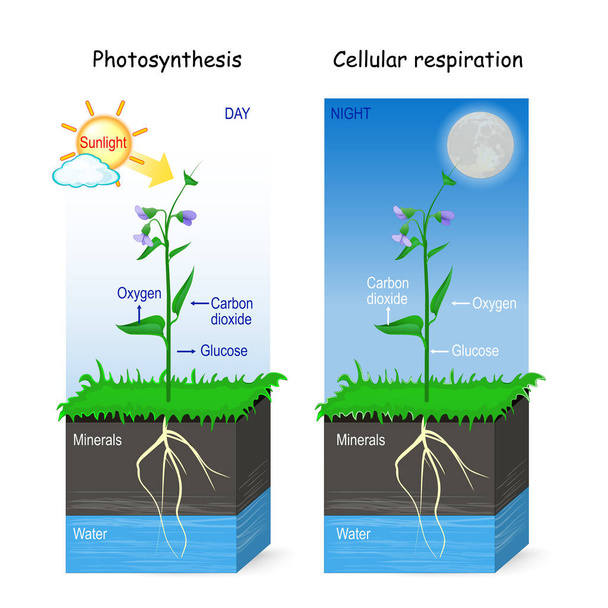 Photosynthèse et respiration cellulaire
. - Vecteur, image