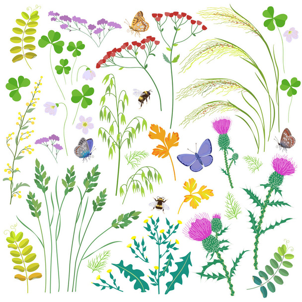 Wild Herbs, Wildflowers, Cereals and Insects  Set - Vecteur, image
