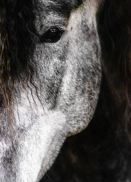Grey andalusian breed horse close  on black background. Animal portrait. - Photo, Image