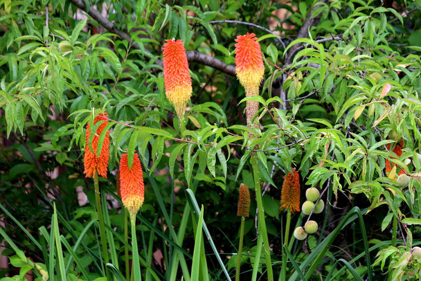 Kniphofia ή Tritoma ή Red hot poker ή Torch lily ή Knofflers ή Poker φυτά με αιχμές από όρθια έντονα χρωματισμένα λουλούδια σε αποχρώσεις του κόκκινου πορτοκαλί και του κίτρινου πάνω από το φύλλωμα που περιβάλλεται από πυκνά δέντρα και άλλα φυτά στον τοπικό κήπο στο σπίτι - Φωτογραφία, εικόνα