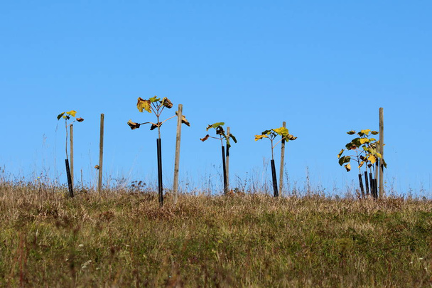 Wiele małych drzew posadzonych na szczycie wzgórza, podpartych drewnianymi kołami i chronionych ciemnymi plastikowymi rurami otoczonymi częściowo wysuszoną trawą w ciepły słoneczny jesienny dzień - Zdjęcie, obraz