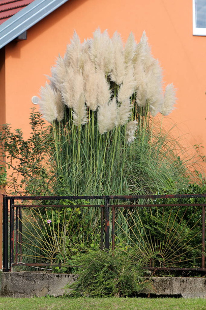 Pampas gras of Cortaderia selloana vaste plant bloeiende plant groeien als grote struik met lange en slanke groene bladeren met scherpe randen en cluster van bloemen in een dichte witte pluim hoge stam geplant naast het huis van de familie - Foto, afbeelding