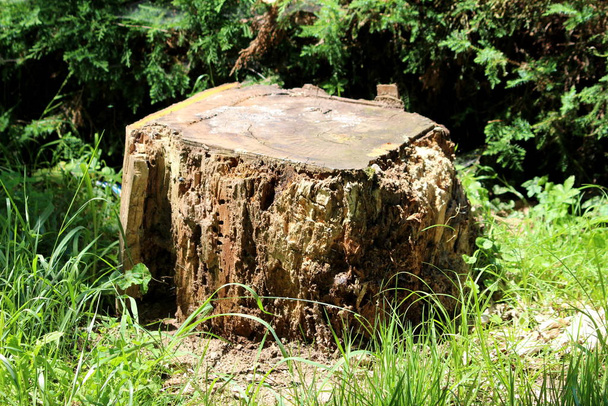 Suorakulmion näköinen puu kanto jäljellä pitkä vanha puu tuhottu termiittejä jäljellä paikallisessa julkisessa puistossa ympäröi leikkaamaton ruoho ja pensasaita
 - Valokuva, kuva
