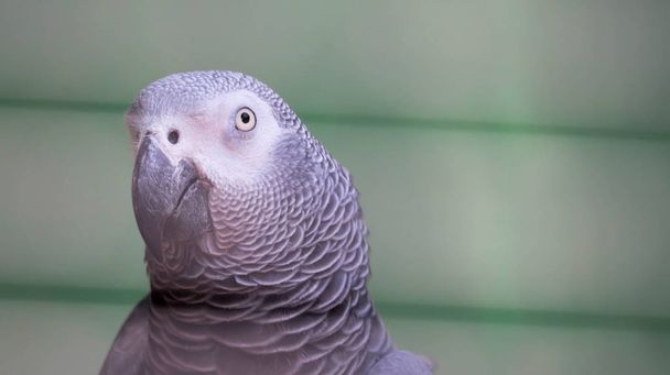 African Grey Parrot - Psittacus erithacus in a green blurry back - Photo, Image