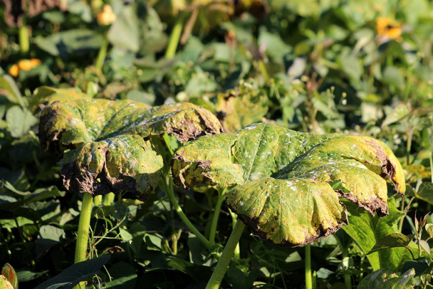 2つの大きな濃い緑の濃いカボチャの葉は、暖かい晴れた秋の日に地元の家庭菜園で高密度に成長している植物に囲まれた硫酸銅で振りかけ - 写真・画像